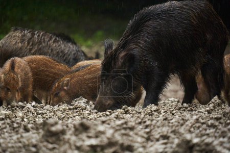 Téléchargez les photos : Un troupeau de porcs sauvages, porcs sauvages, de tous âges sous la pluie, enracinés dans la boue forestière, après le coucher du soleil - en image libre de droit