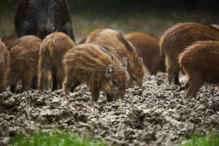 Photo for A herd of wild hogs, feral pigs, of all ages in rain, rooting in forest mud, after sunset - Royalty Free Image