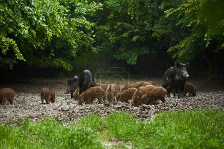 Foto de Una manada de cerdos salvajes, jabalíes, de todas las edades bajo la lluvia, enraizándose en el barro del bosque, después del atardecer - Imagen libre de derechos