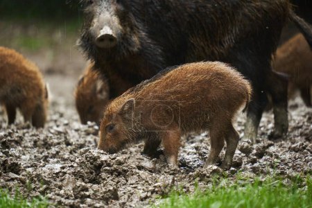 Téléchargez les photos : Un troupeau de porcs sauvages, porcs sauvages, de tous âges sous la pluie, enracinés dans la boue forestière, après le coucher du soleil - en image libre de droit