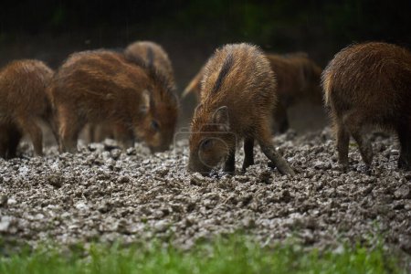 Téléchargez les photos : Un troupeau de porcelets de porcs sauvages sous la pluie, enracinés dans la boue forestière, après le coucher du soleil - en image libre de droit