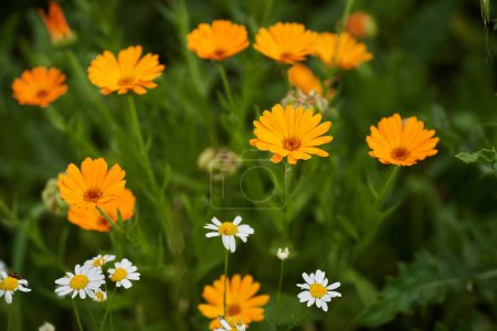 Foto de Primer plano de hermosas flores de caléndula en un jardín - Imagen libre de derechos
