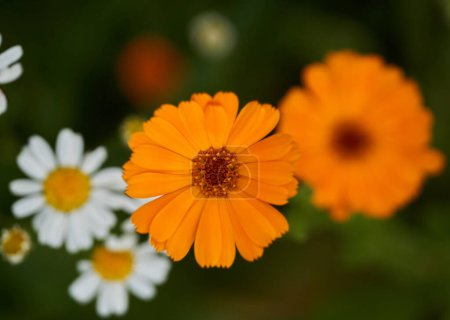 Téléchargez les photos : Gros plan de belles fleurs de souci dans un jardin - en image libre de droit