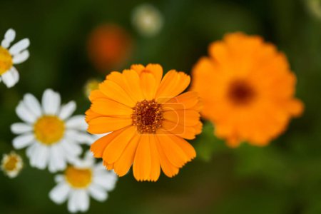 Foto de Primer plano de hermosas flores de caléndula en un jardín - Imagen libre de derechos