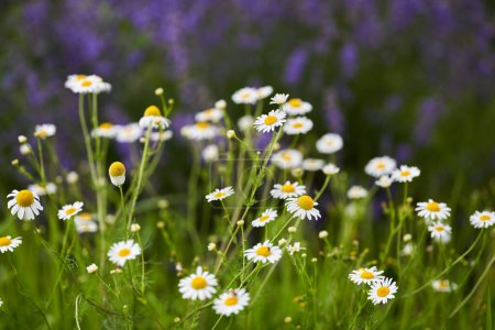 Photo for Closeup of wild chamomile flowers in a field - Royalty Free Image