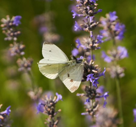 Téléchargez les photos : Les papillons s'accouplent sur un champ de lavande, gros plan - en image libre de droit