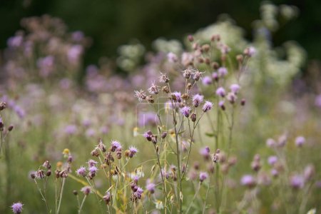 Foto de Primer plano de flores de cardo malva en un arbusto por el borde del bosque - Imagen libre de derechos