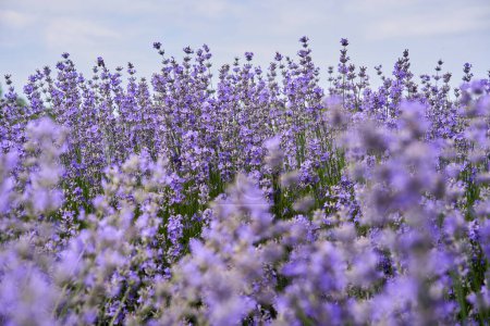 Photo for Closeup of a ripe lavender bushes in a field in the summer - Royalty Free Image