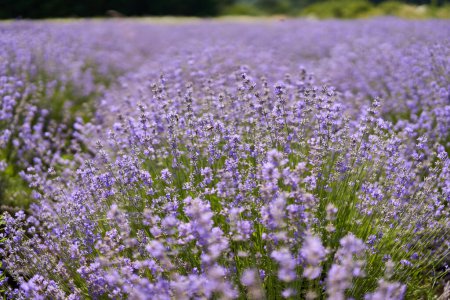 Photo for Closeup of a ripe lavender bushes in a field in the summer - Royalty Free Image