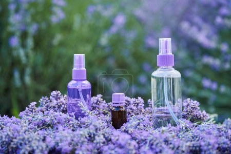 Foto de Perfume fragante de agua, aceite y lavanda en flores en una plantación de lavanda - Imagen libre de derechos