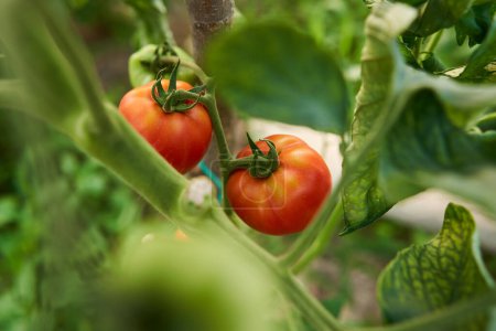 Téléchargez les photos : Mûrissement des tomates sur les vignes dans une serre en été - en image libre de droit
