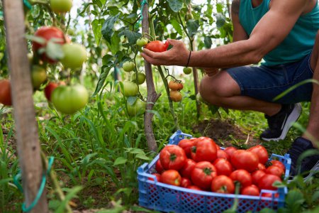 Foto de Agricultor recogiendo tomates en una caja en su jardín de invernadero - Imagen libre de derechos