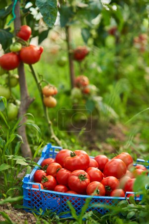 Téléchargez les photos : Tomates fraîchement cueillies dans une serre, prêtes à manger, cultivées au pays - en image libre de droit