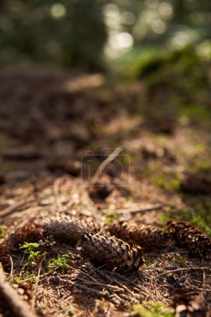 Photo for Closeup on pine cones on the ground in the forest - Royalty Free Image