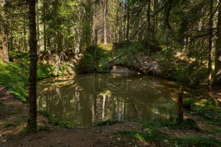 Téléchargez les photos : Un petit étang sombre dans la forêt à la fin de l'été - en image libre de droit