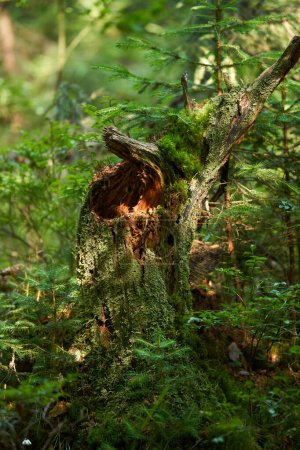 Foto de Tocón de pino en el bosque al final del verano - Imagen libre de derechos