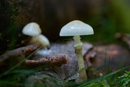 Foto de Primer plano de hongos parásitos blancos en el bosque después de la lluvia - Imagen libre de derechos