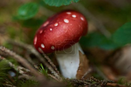 Photo for Fly agaric (Amanita muscaria) poisonous mushroom in the moss in the forest - Royalty Free Image