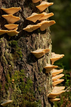 Foto de Setas parásitas que crecen en la corteza de los árboles en el bosque - Imagen libre de derechos