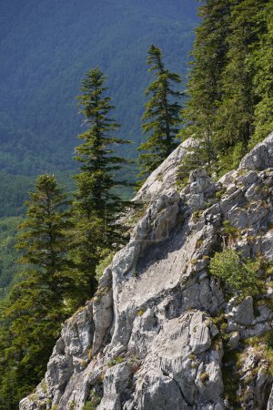 Photo for Landscape with pine forest on rocky mountains and a cliff - Royalty Free Image