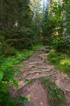 Téléchargez les photos : Racines saillantes de pins dans la forêt luxuriante des montagnes - en image libre de droit