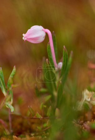 Photo for Closeup of a little wild pink flower, selective focus - Royalty Free Image