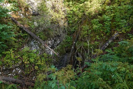 Foto de Paisaje con sumidero, cueva vertical rodeada de vegetación - Imagen libre de derechos