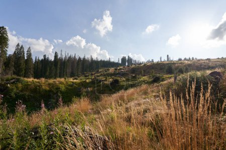 Foto de Paisaje de finales de verano con montañas cubiertas de bosques de pinos - Imagen libre de derechos