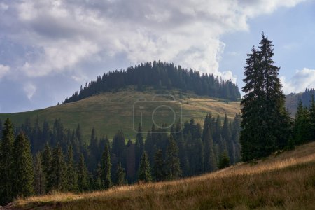 Photo for Late summer landscape with mountains covered in pine forest - Royalty Free Image