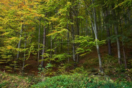 Téléchargez les photos : Paysage d'automne avec forêt de feuillus changeant de couleurs - en image libre de droit