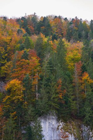 Téléchargez les photos : Paysage automnal vibrant avec des montagnes couvertes de forêts colorées - en image libre de droit