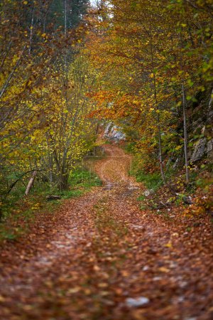 Photo for Vibrant autumn landscape of a road covered in fallen leaves, going through forest and mountains - Royalty Free Image