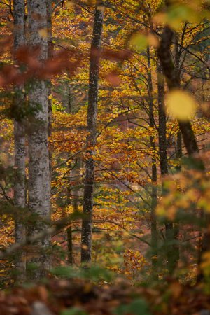 Téléchargez les photos : Forêt colorée dans des couleurs d'automne étonnantes tourné avec une concentration sélective - en image libre de droit