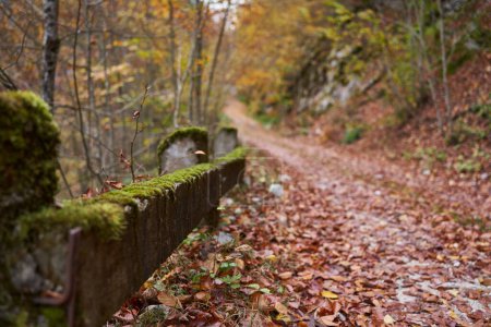 Téléchargez les photos : Paysage automnal animé d'une route couverte de feuilles tombées, traversant forêts et montagnes - en image libre de droit