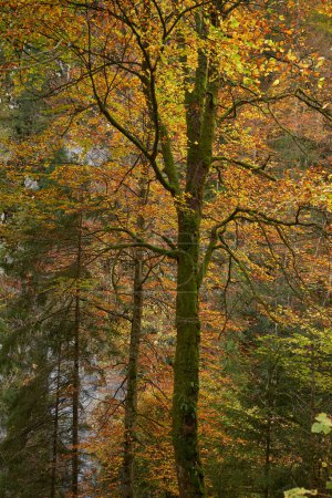 Téléchargez les photos : Forêt colorée dans des couleurs d'automne étonnantes tourné avec une concentration sélective - en image libre de droit