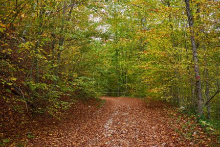 Foto de Paisaje otoñal vibrante de un camino cubierto de hojas caídas, atravesando bosques y montañas - Imagen libre de derechos