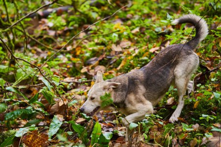 Téléchargez les photos : Chien dans la forêt, portrait automnal pour animaux - en image libre de droit