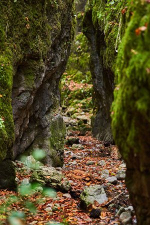 Foto de Paisaje vibrante con caliza Jurásica tallada por aguas en un profundo cañón en el frondoso bosque, en otoño - Imagen libre de derechos