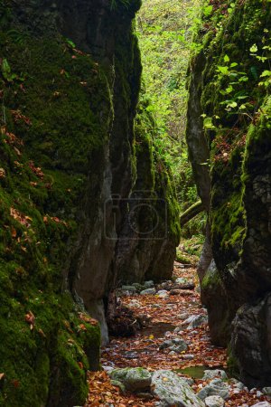Photo for Vibrant landscape with Jurassic limestone carved by waters in a deep canyon in the lush forest, in the autumn - Royalty Free Image