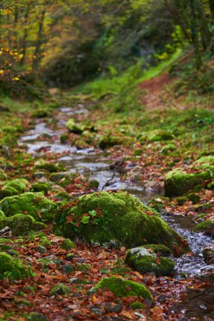 Photo for Fairytale forest landscape in the most colorful autumn time with a river bed in wilderness - Royalty Free Image