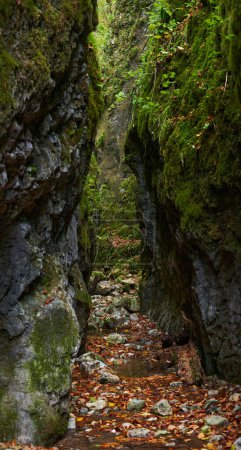 Téléchargez les photos : Paysage animé avec calcaire jurassique sculpté par les eaux dans un canyon profond dans la forêt luxuriante, à l'automne - en image libre de droit