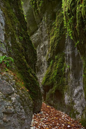 Téléchargez les photos : Paysage animé avec calcaire jurassique sculpté par les eaux dans un canyon profond dans la forêt luxuriante, à l'automne - en image libre de droit