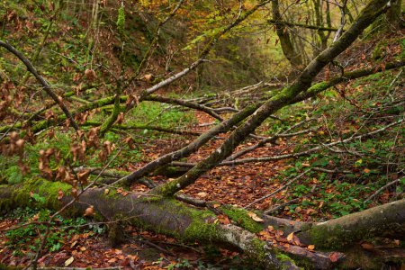 Téléchargez les photos : Paysage forestier de contes de fées à l'automne le plus coloré avec un lit de rivière en pleine nature - en image libre de droit