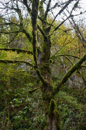 Téléchargez les photos : Paysage mystique avec un arbre stérile couvert de mousse par une rivière dans la forêt colorée à l'automne - en image libre de droit