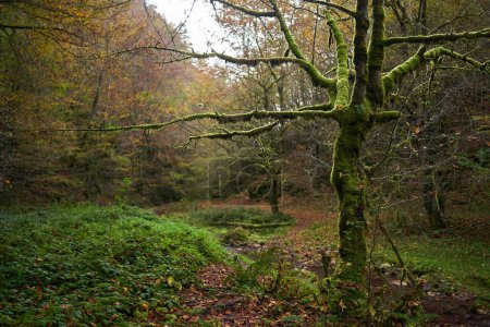 Téléchargez les photos : Paysage mystique avec un arbre stérile couvert de mousse par une rivière dans la forêt colorée à l'automne - en image libre de droit