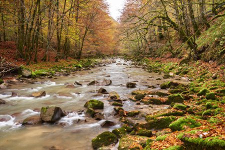 Foto de Paisaje vibrante de un río en el bosque durante el otoño colorido - Imagen libre de derechos
