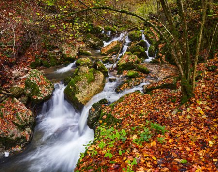 Téléchargez les photos : Paysage animé d'une rivière dans la forêt pendant l'automne coloré - en image libre de droit