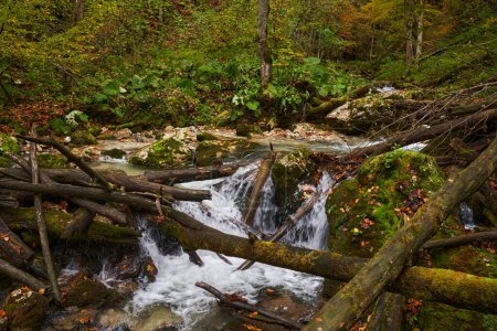 Foto de Paisaje vibrante de un río en el bosque durante el otoño colorido - Imagen libre de derechos