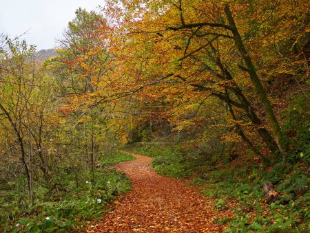 Téléchargez les photos : Paysage automnal animé d'une route couverte de feuilles tombées, traversant forêts et montagnes - en image libre de droit