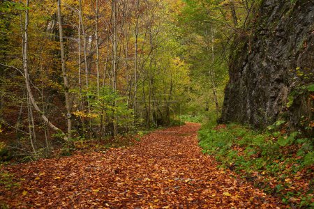 Foto de Paisaje otoñal vibrante de un camino cubierto de hojas caídas, atravesando bosques y montañas - Imagen libre de derechos